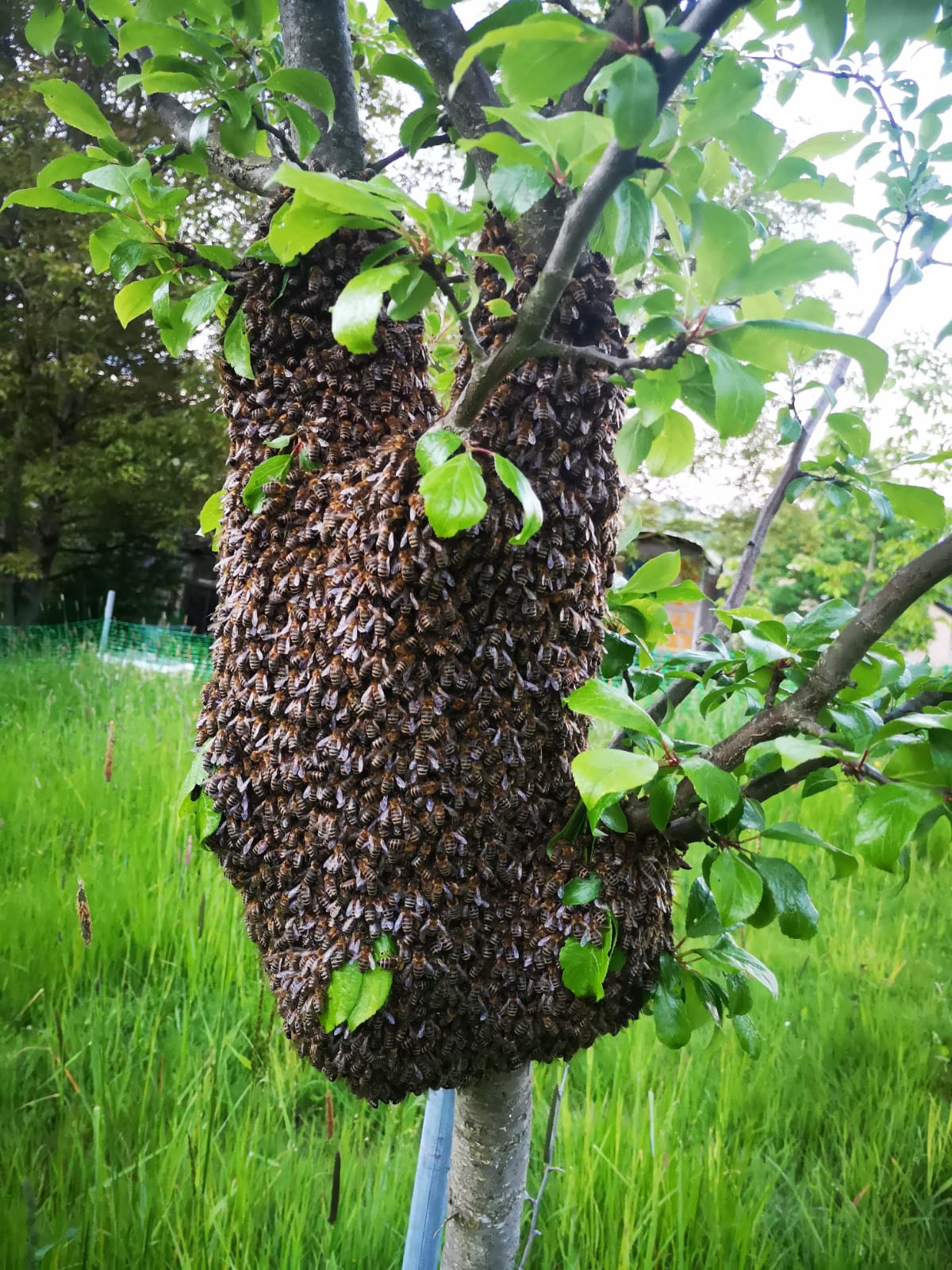 Bienenbaum